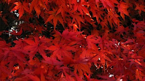 Japanese Maple Leaves 1080p 2k 4k 5k Hd Wallpapers Free Download Wallpaper Flare