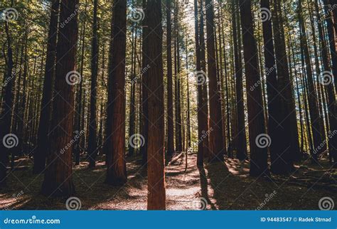 Redwood forest - Rotorua stock image. Image of tourist - 94483547