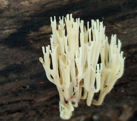 Crown Tipped Coral Fungus From Dekalb County GA USA On July 5 2023