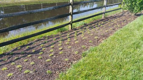 Zoysia Maintenance in Winter - ZoysiaPlug.com