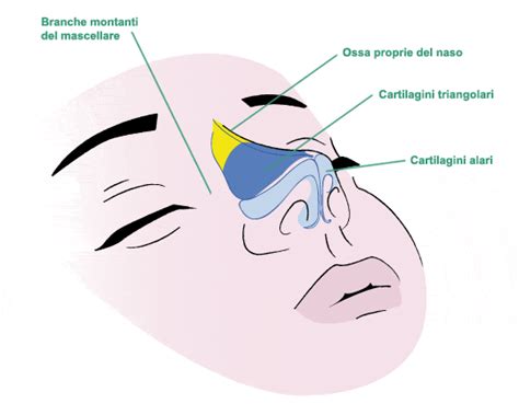 Rinoplastica Centro Chirurgia Del Naso E Seni Paranasali