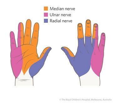 Sensory Distribution In The Hand Occupational Therapy Pinterest