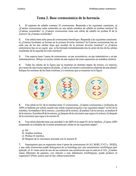 Problemas primer cuatrimestre genética obligatorios Tema 2 Base