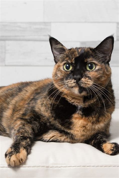 10 Fascinating Facts About Tortoiseshell Cats - Tortoiseshell Cat ...