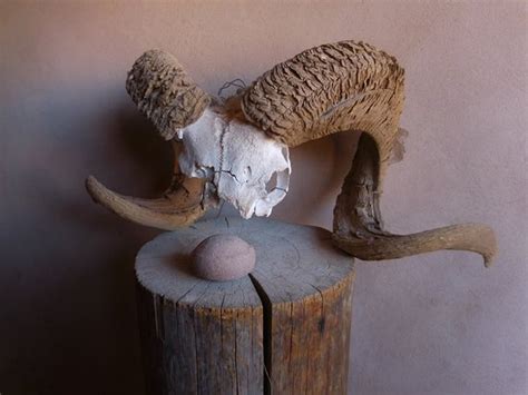 skull - Picture of Georgia O'Keeffe Museum, Abiquiu - TripAdvisor