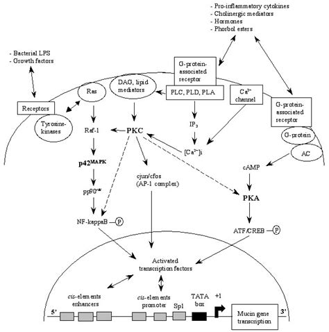 Cross Talk Between Pka Pkc And Mapk Intracellular Signaling Pathways