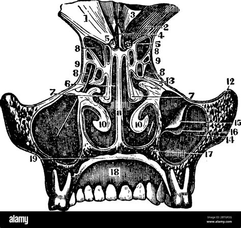 The Nasal Bone Is Paired Bone Located At The Upper Part Of The Face And