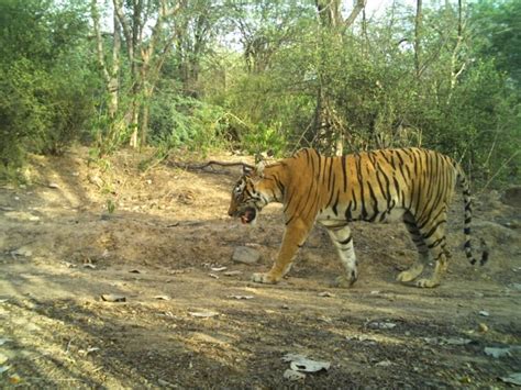 Tigress T 69 Gave Birth To Two Cubs A Wave Of Happiness For Wildlife