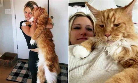 Maine Coon Taille Celui Ci Est Tellement Grand Qu Il Fait D J La