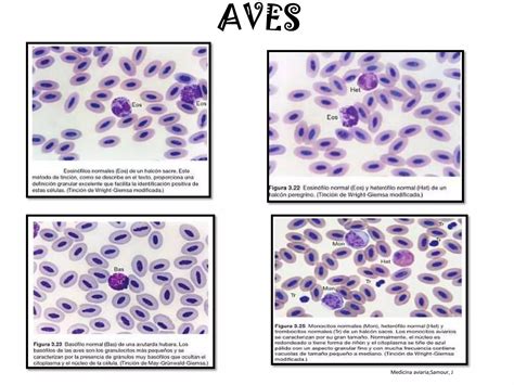 Atlas Hematolog A Veterinaria Ppt