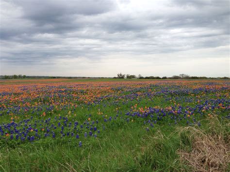 Bluebonnets and Indian Paintbrushes near Navasota, TX | Indian