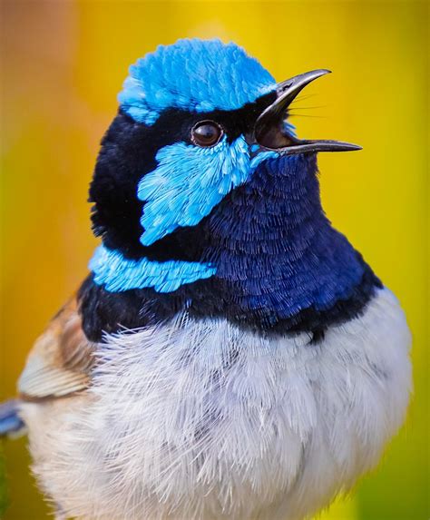 Australian Blue Wren Male Male Wren Callingsinging To A Flickr