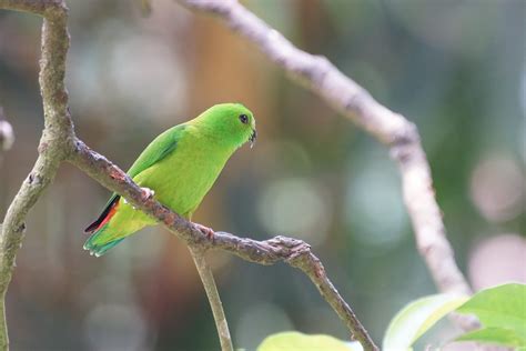 Serindit Fauna Identitas Provinsi Riau Ukur