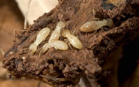 Blog Subterranean Termites In Mississippi Are Causing Major Problems