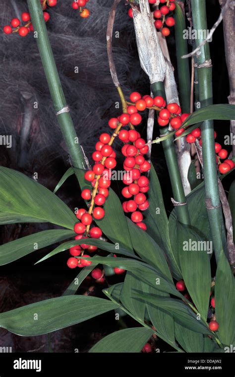 Hardy Bambus Palm Fr Chte Chamaedorea Microspadix Familie Areaceae