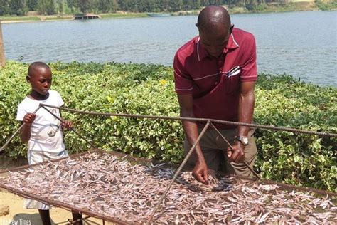 Rwanda New Fisheries Firm Expected To Set Up Fish Feeds Factory In