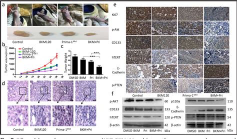 Figure 7 From Synergistic Antitumor Effect Of BKM120 With Prima 1Met