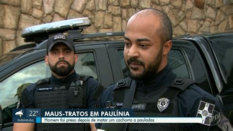 Homem é Preso Suspeito De Matar Cachorra A Pauladas Em Paulínia Após