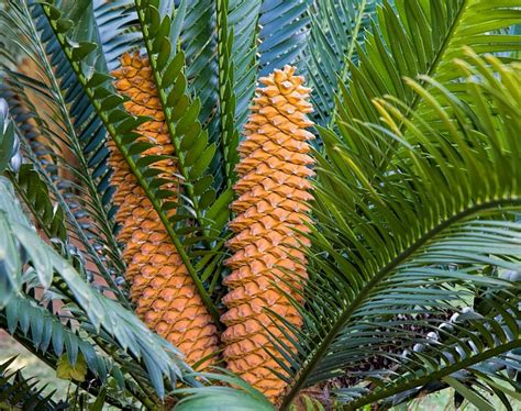 cycads | Mzansi Flora