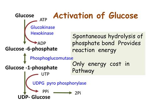 Class 10 Uronic Acid Pathway Ppt