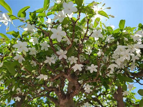 Jasmine Bonsai Tree A Z Animals