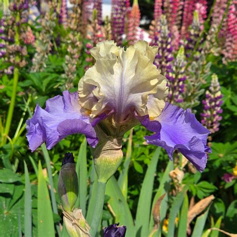 Iris Germanica Recurring Delight Reblooming White Flower Farm