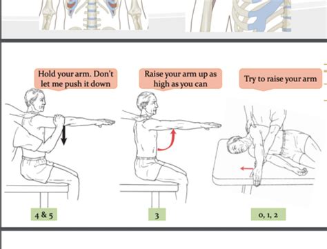 Clinical Reasoning Exam 2 Elbow Wrist And Forearm Flashcards Quizlet