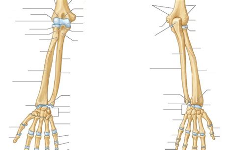 Processo Estilóide Ulnar