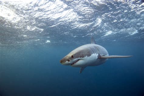 Great White Shark Over 13ft And 1500lbs Tracked Near South Carolina