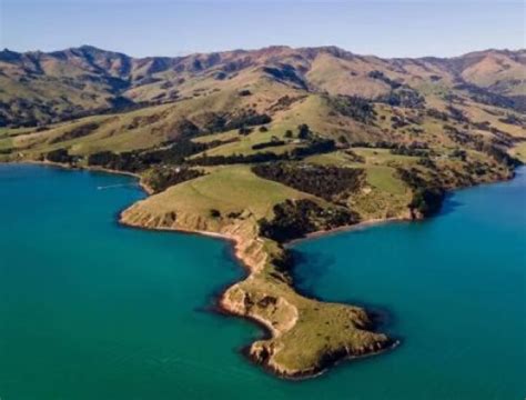 Sponsoring Akaroa Area Schools Reforestation Project - Akaroa Dolphins