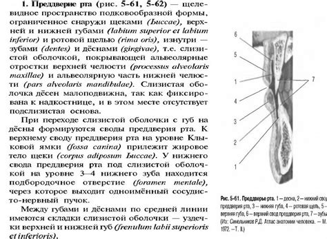 Презентация на тему: Полость
