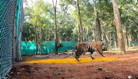 Tigress Zeenat From Odishas Similipal Spotted In West Bengals Purulia