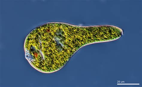 Introduction to Euglenids (Euglenoids) exhibiting both Plant and Animal ...