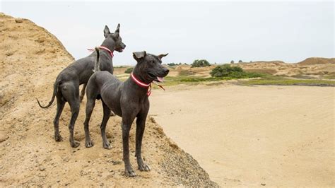 Sabías que el Perro sin Pelo Peruano es Patrimonio Cultural de la