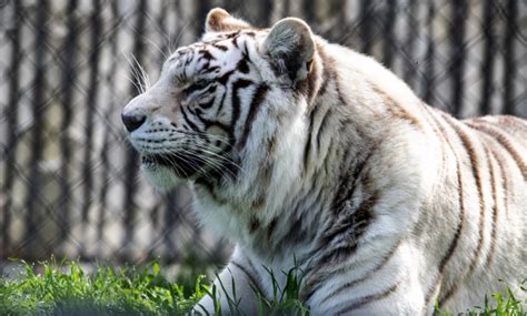 Photograph Of A White Tiger Free Stock Photo Public Domain Pictures