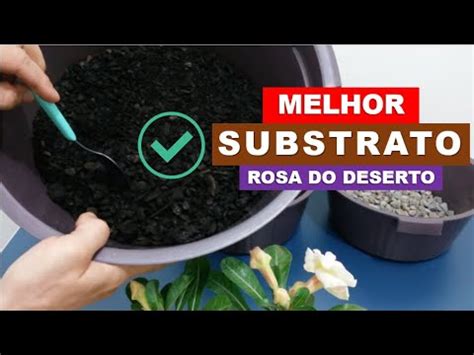 REPLANTIO Qual O Melhor Substrato Para Rosa Do Deserto Rosa Do