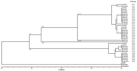 Genetic Structure Of Plasmodiophora Brassicae Populations Virulent On