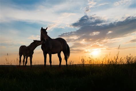 5 Frameworks to Elevate Your Thoroughbred Breeding Success