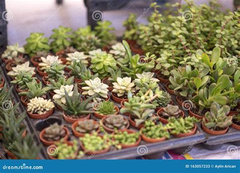 Miniature Desert Succulent Plants for Sale Stock Image - Image of ...