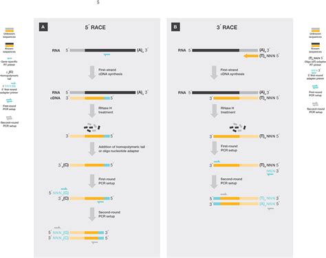 Reverse Transcription Applications Thermo Fisher Scientific Uk