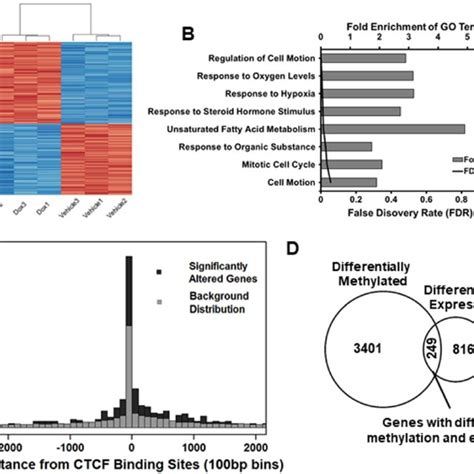 Transcriptional Profiling Of Genes Altered With CTCF Knockdown A Heat