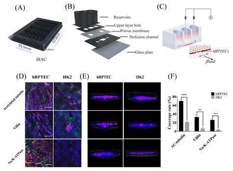 Biosensors Free Full Text Functional Evaluation And Nephrotoxicity