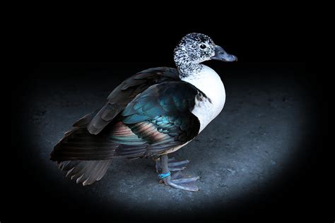 Spotlight On A Female Comb Duck Photograph by Debi Dalio