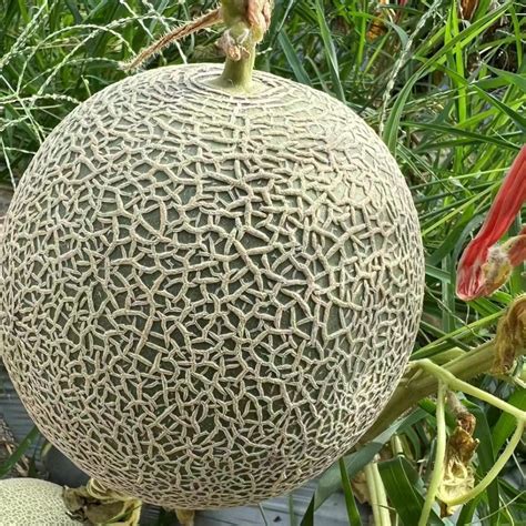 Fairy Valley New Breeding Hybrid F1 Green Peel Round Sweet Melon Seeds