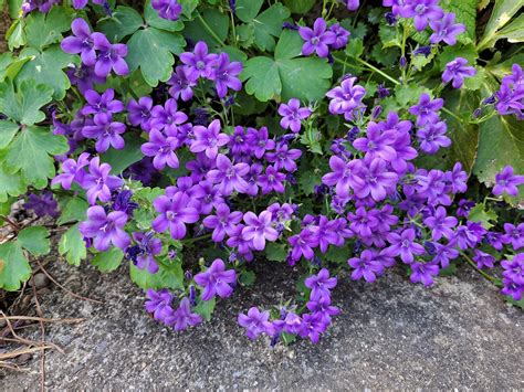 Stadtwurzel On Twitter Dalmatiner Glockenblume Campanula