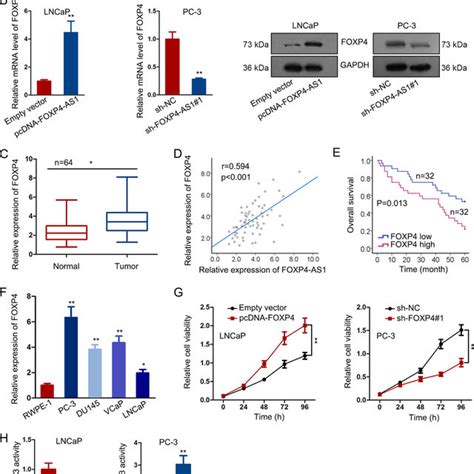 Foxp Involved In Foxp As Mediated Pca Cell Growth A B The Effect