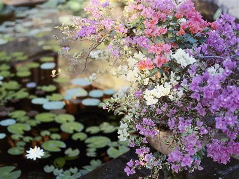 Selective Focus Photography Of Purple Pink And White Bougainvillea