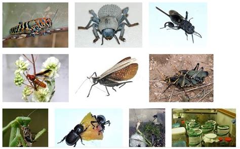 Arizona: Beetles, Bugs, Birds and more: Insect Insanity at the Arizona ...