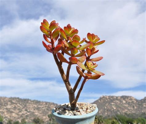 Baby Jade Crassula Ovata Crosbys Compact Jade Bonsai Tree Etsy