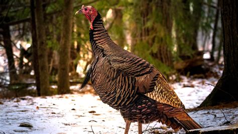 Brown Wild Turkey